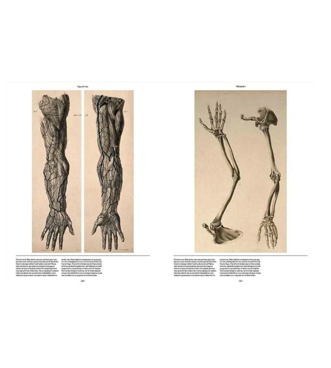 Anatomica, The Exquisite and Unsettling Art of Human Anatomy